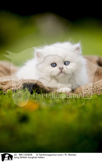 lying British longhair kitten / RR-100668
