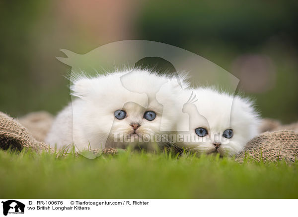 two British Longhair Kittens / RR-100676