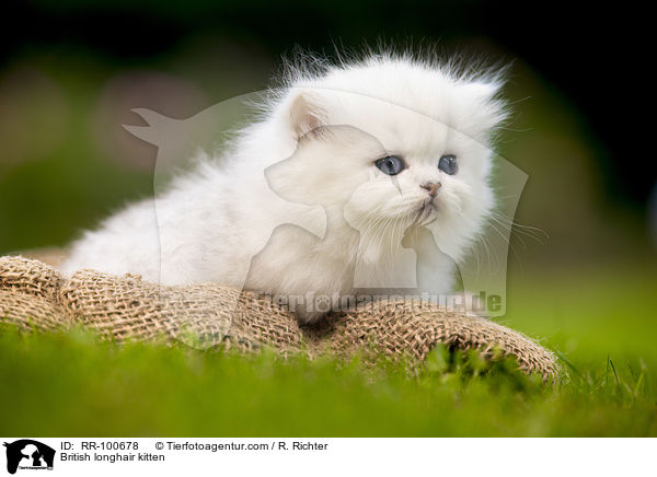 British longhair kitten / RR-100678