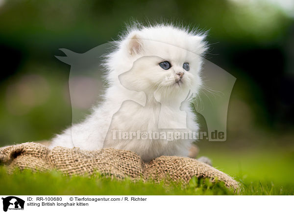 sitting British longhair kitten / RR-100680
