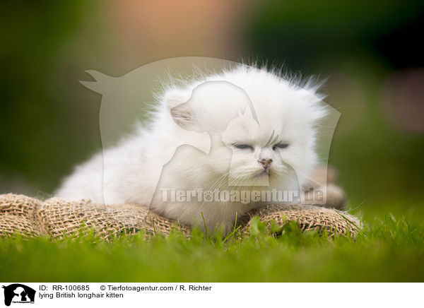lying British longhair kitten / RR-100685