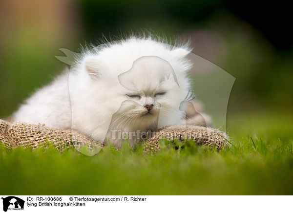 lying British longhair kitten / RR-100686