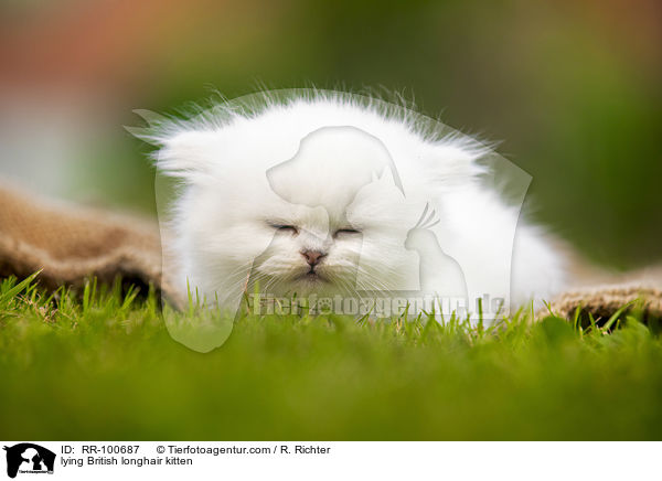 lying British longhair kitten / RR-100687