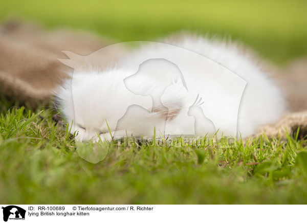 lying British longhair kitten / RR-100689