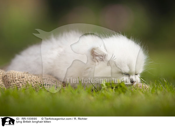 liegendes Britisch Langhaar Ktzchen / lying British longhair kitten / RR-100690