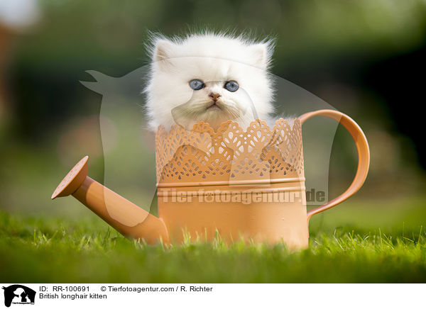 British longhair kitten / RR-100691