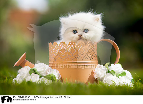 British longhair kitten / RR-100693