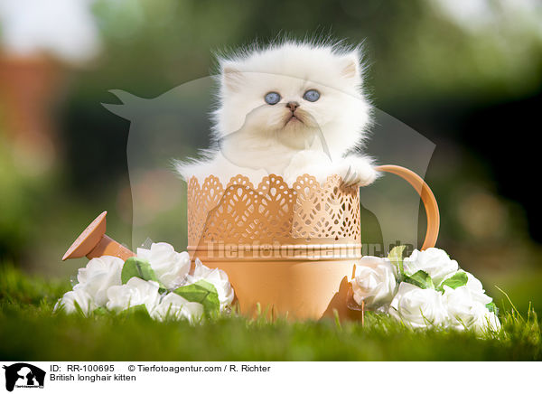 British longhair kitten / RR-100695