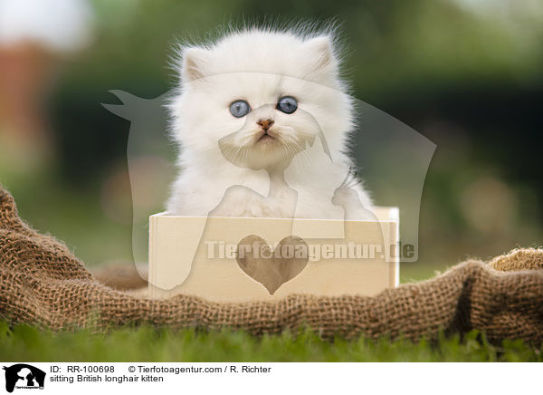 sitting British longhair kitten / RR-100698