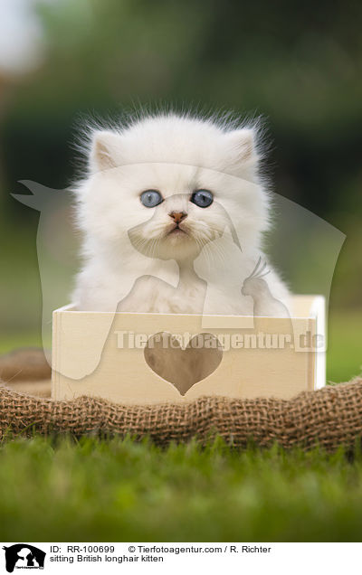 sitting British longhair kitten / RR-100699