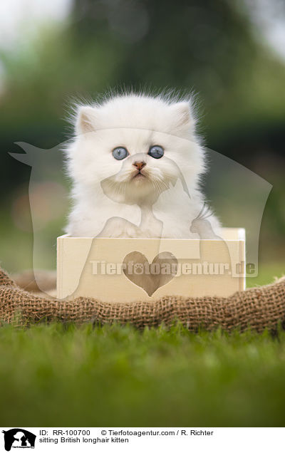 sitting British longhair kitten / RR-100700