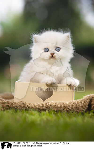 sitting British longhair kitten / RR-100702