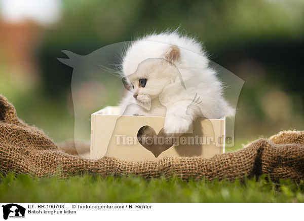 British longhair kitten / RR-100703