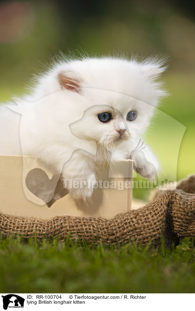 lying British longhair kitten / RR-100704