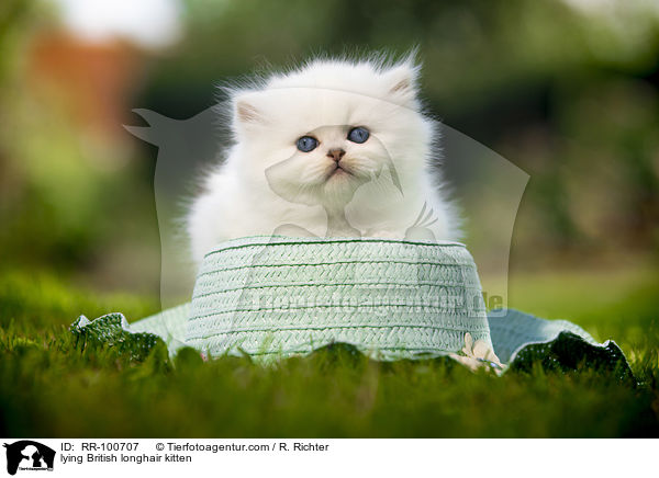 lying British longhair kitten / RR-100707