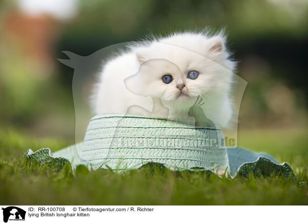 lying British longhair kitten / RR-100708