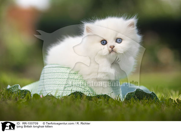 lying British longhair kitten / RR-100709