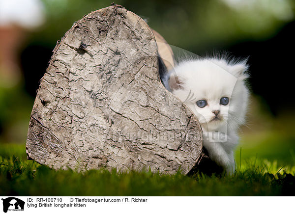 lying British longhair kitten / RR-100710