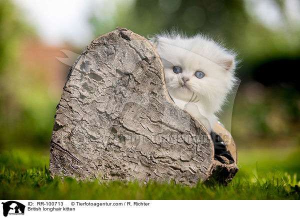 British longhair kitten / RR-100713