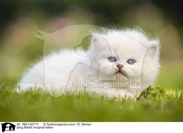 lying British longhair kitten / RR-100717