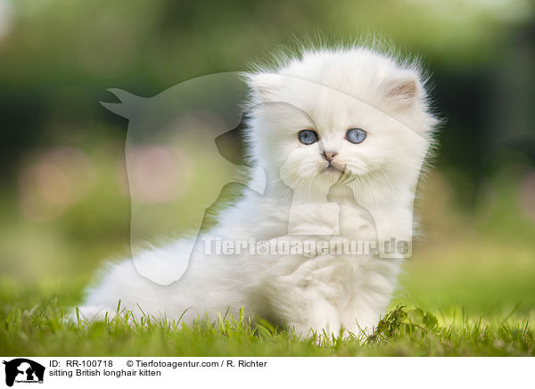 sitting British longhair kitten / RR-100718