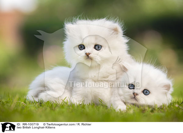 two British Longhair Kittens / RR-100719