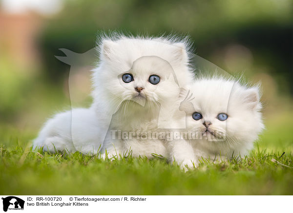two British Longhair Kittens / RR-100720