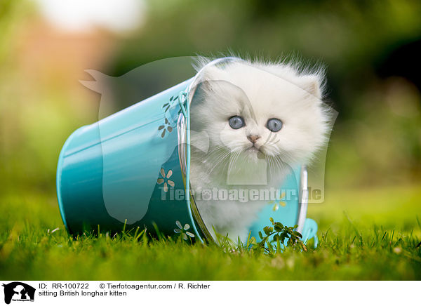 sitting British longhair kitten / RR-100722