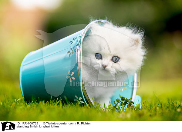 standing British longhair kitten / RR-100723