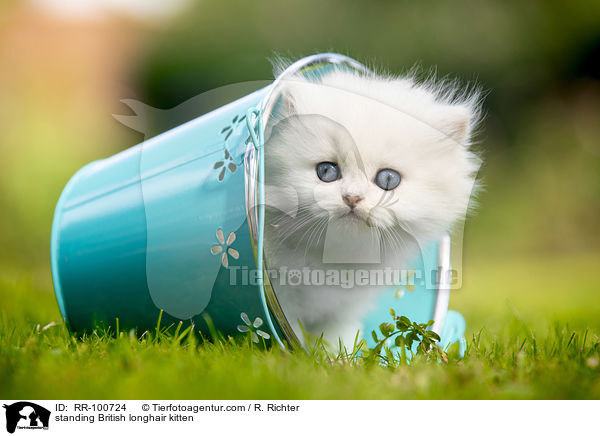 standing British longhair kitten / RR-100724