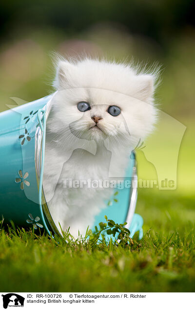 standing British longhair kitten / RR-100726