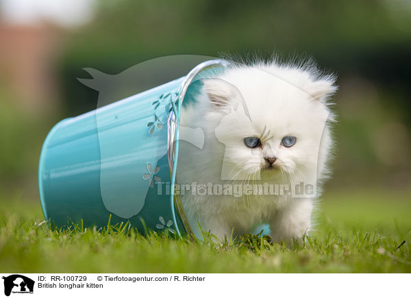 British longhair kitten / RR-100729