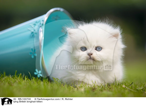 lying British longhair kitten / RR-100730