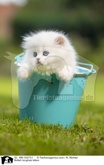 British longhair kitten / RR-100731