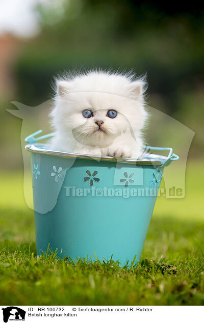 British longhair kitten / RR-100732