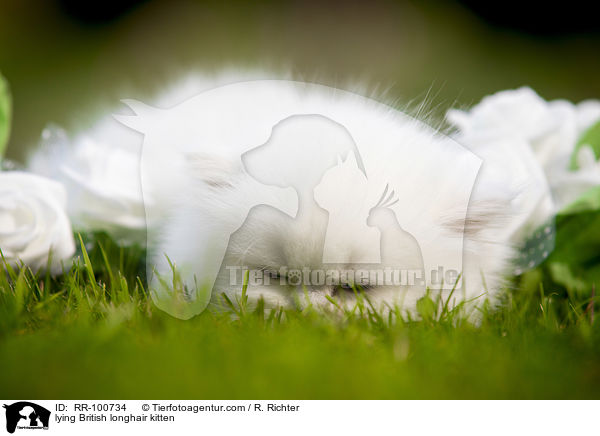 lying British longhair kitten / RR-100734