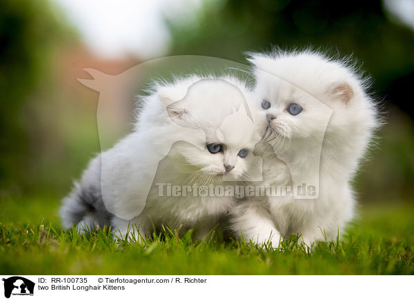 two British Longhair Kittens / RR-100735