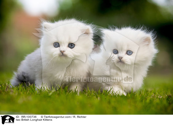 zwei Britisch Langhaar Ktzchen / two British Longhair Kittens / RR-100736