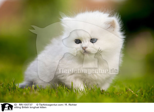 sitting British longhair kitten / RR-100737