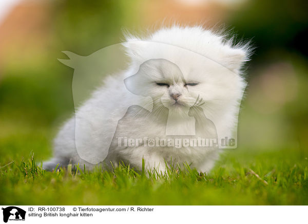 sitting British longhair kitten / RR-100738