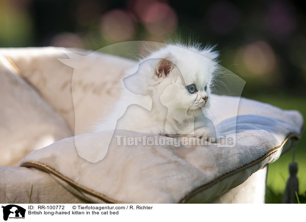 British long-haired kitten in the cat bed / RR-100772