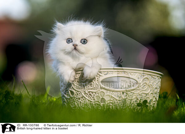 British long-haired kitten in a basket / RR-100786