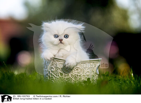 British long-haired kitten in a basket / RR-100793