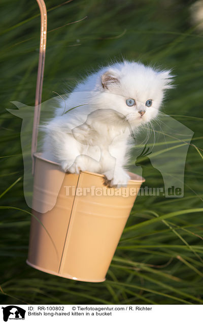 British long-haired kitten in a bucket / RR-100802