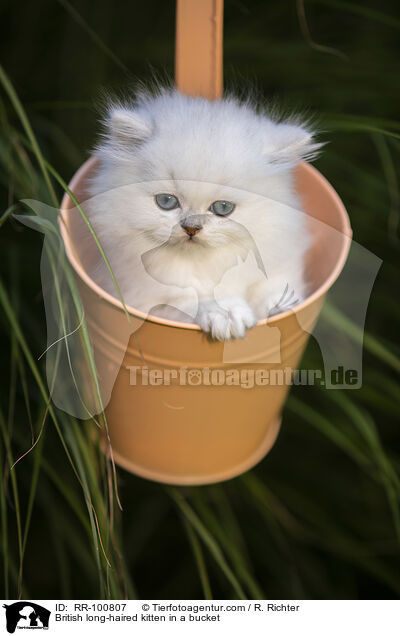 British long-haired kitten in a bucket / RR-100807