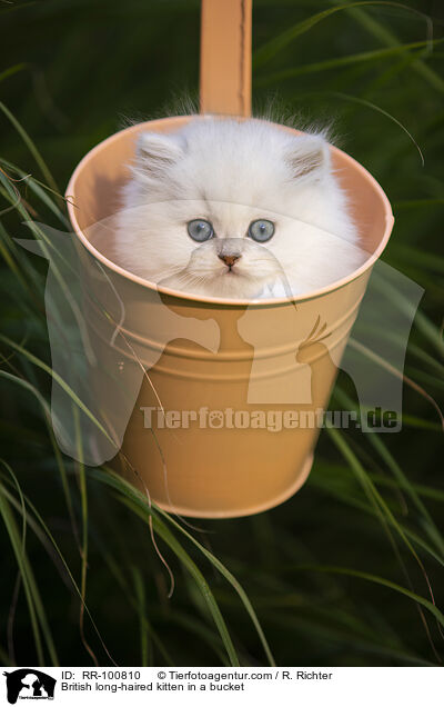 British long-haired kitten in a bucket / RR-100810