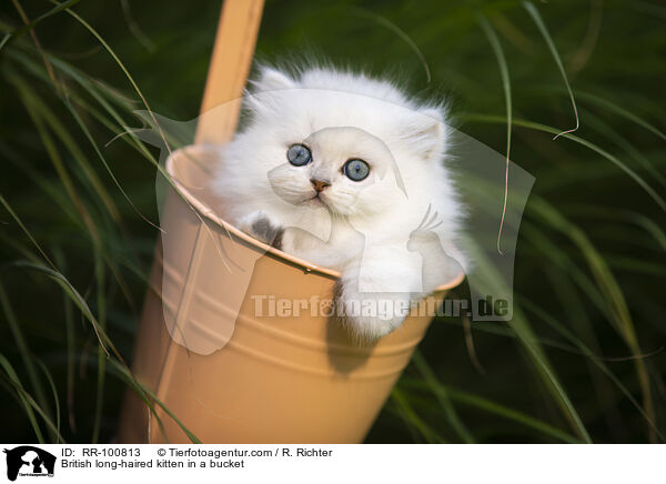 British long-haired kitten in a bucket / RR-100813