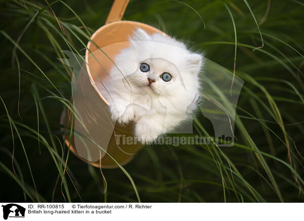 British long-haired kitten in a bucket / RR-100815