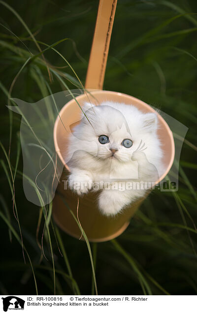 British long-haired kitten in a bucket / RR-100816