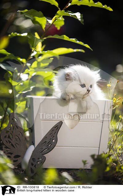 British long-haired kitten in wooden case / RR-100818